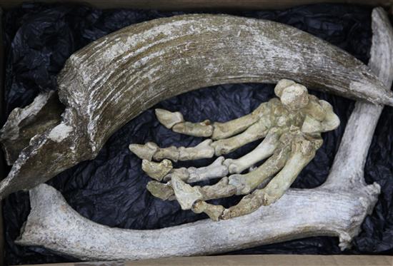 A cave bear claw, a bison horn and deer antler, Pleistocene era, 9in. - 17in.